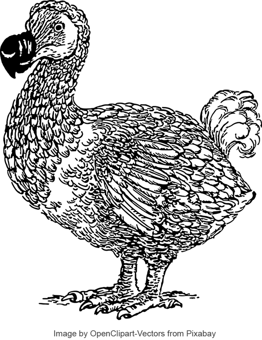 Sketch of a dodo.